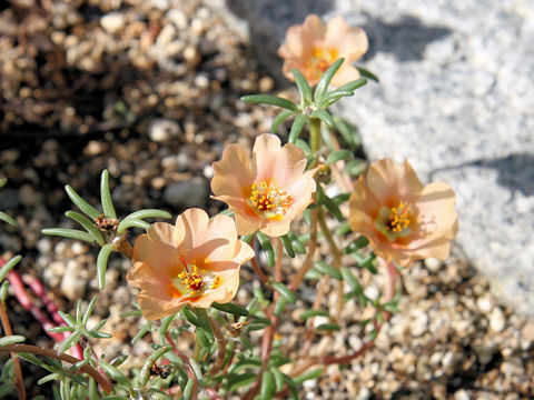 Portulaca glandiflora