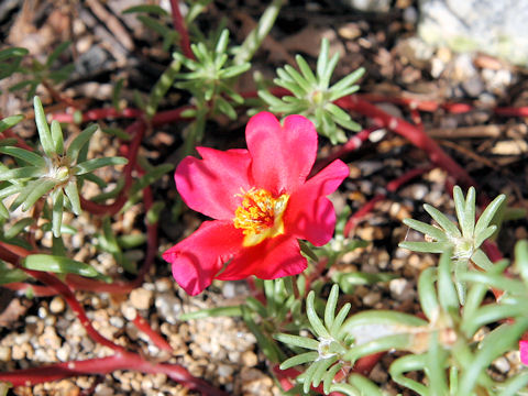 Portulaca glandiflora