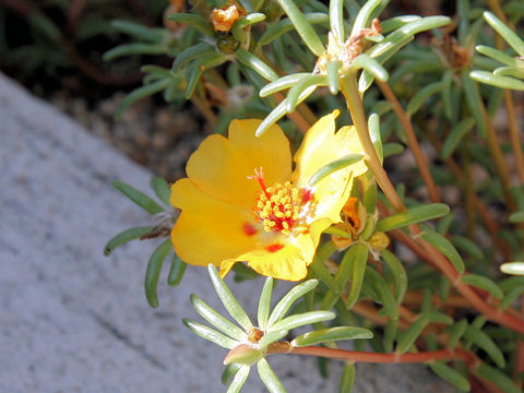 Portulaca glandiflora