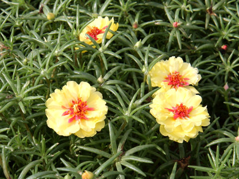 Portulaca glandiflora