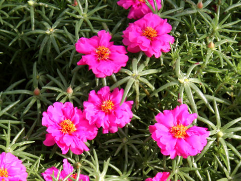 Portulaca glandiflora