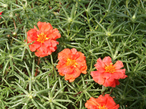 Portulaca glandiflora