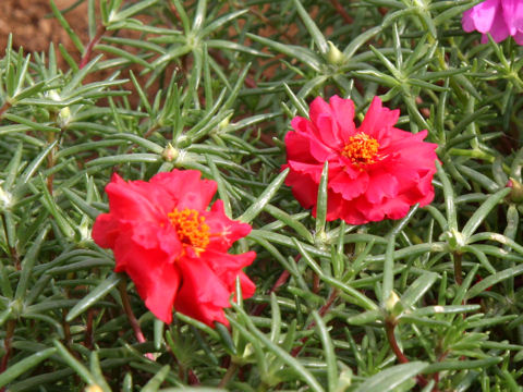 Portulaca glandiflora