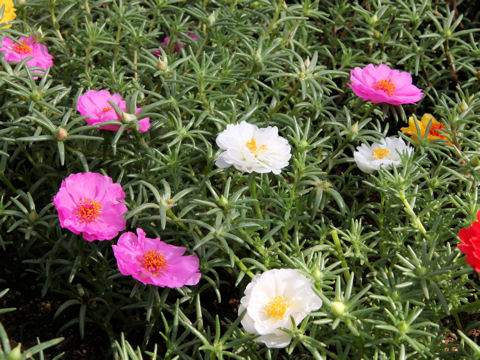 Portulaca glandiflora