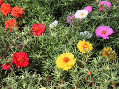 Portulaca glandiflora