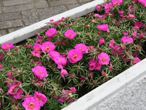 Portulaca glandiflora