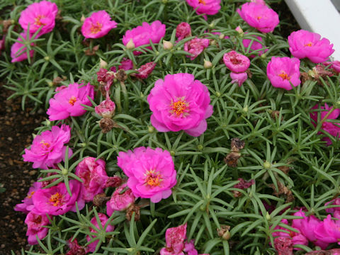 Portulaca glandiflora