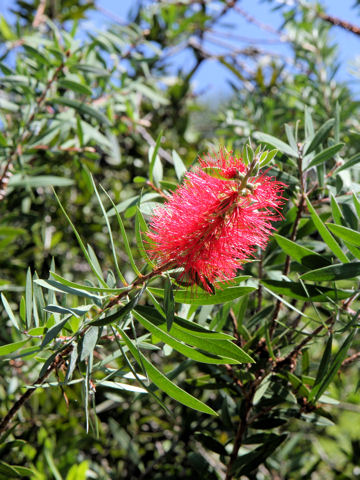 Callistemon rigidus