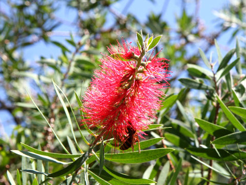 Callistemon rigidus