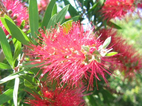 Callistemon rigidus