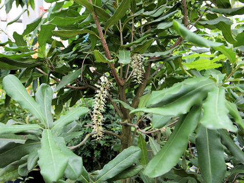 Macadamia integrifolia