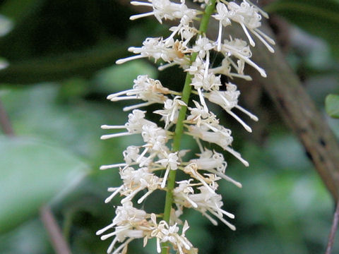 Macadamia integrifolia