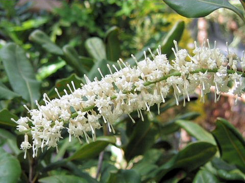 Macadamia integrifolia