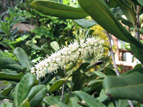 Macadamia integrifolia