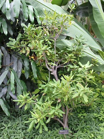 Macadamia integrifolia