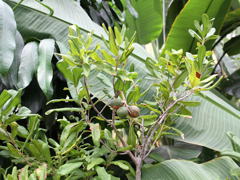 Macadamia integrifolia