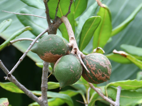 Macadamia integrifolia