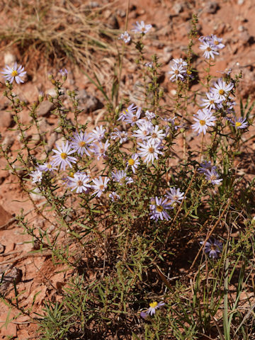 Machaeranthera canescens