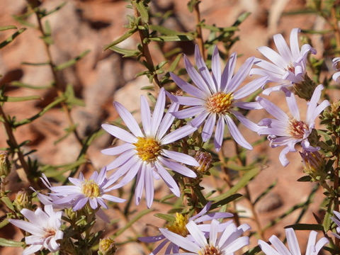 Machaeranthera canescens