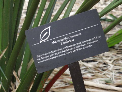 Macrozamia communis