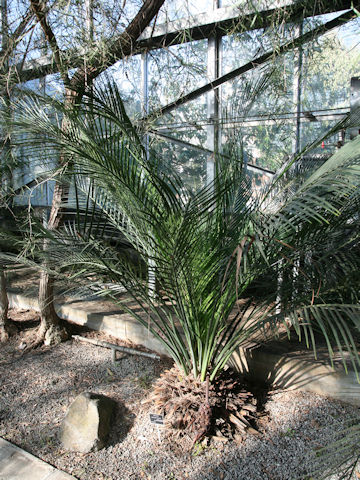 Macrozamia communis