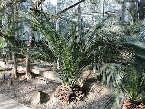 Macrozamia communis