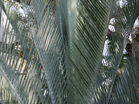 Macrozamia communis