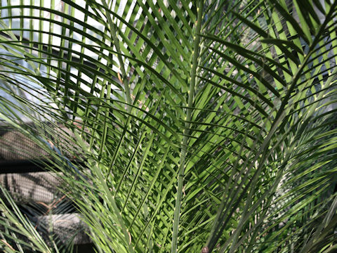 Macrozamia communis