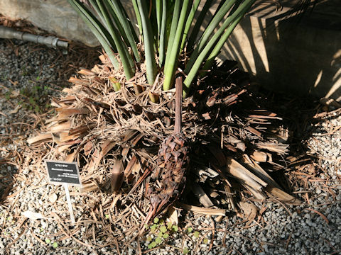 Macrozamia communis