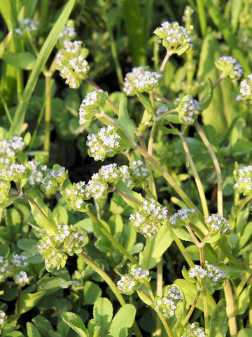 Valerianella locusta