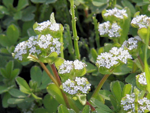 Valerianella locusta