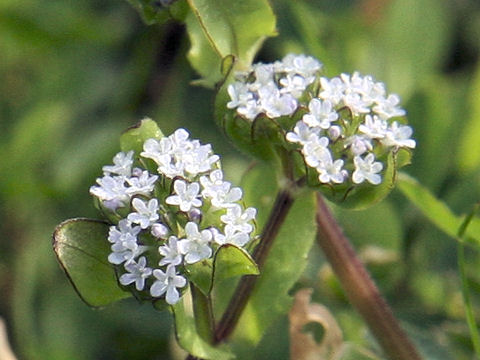 Valerianella locusta