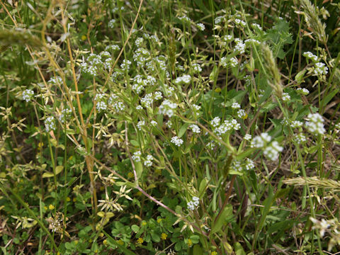 Valerianella locusta