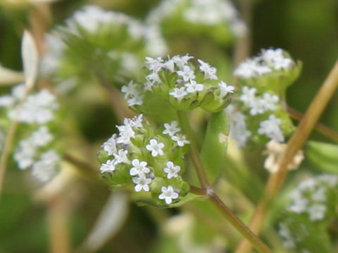 Valerianella locusta