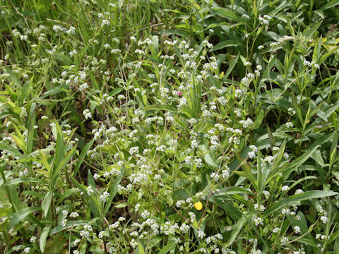 Valerianella locusta