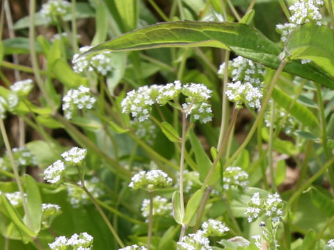 Valerianella locusta