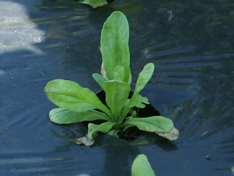 Valerianella locusta