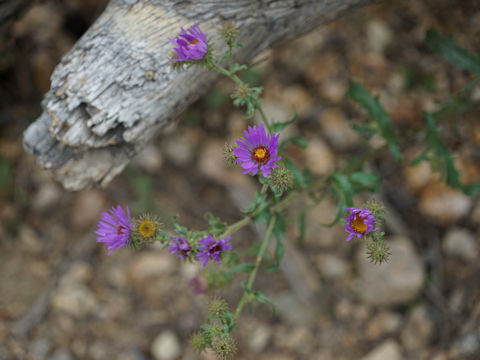 Machaeranthera tanacetifolia