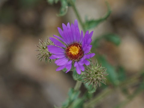 Machaeranthera tanacetifolia