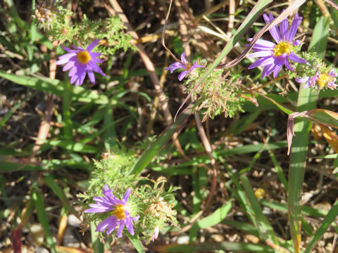 Machaeranthera tanacetifolia