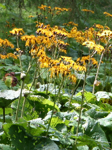 Ligularia dentata