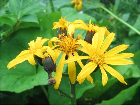 Ligularia dentata