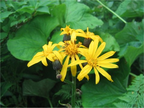 Ligularia dentata