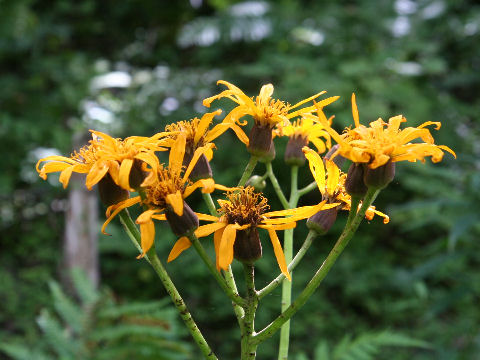 Ligularia dentata