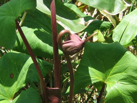 Ligularia dentata