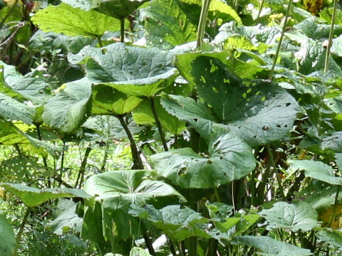 Ligularia dentata