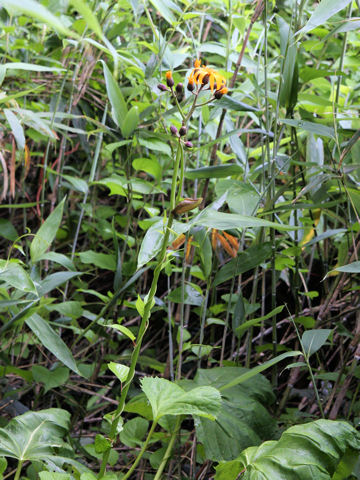 Ligularia dentata