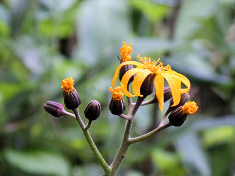 Ligularia dentata