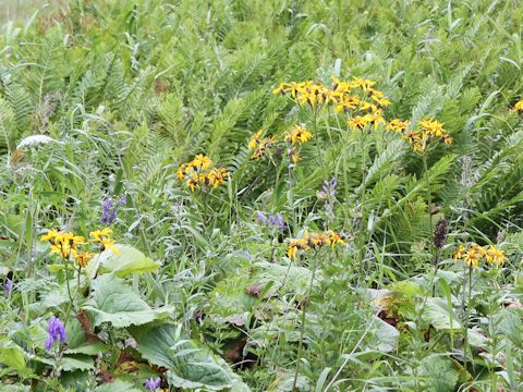 Ligularia dentata