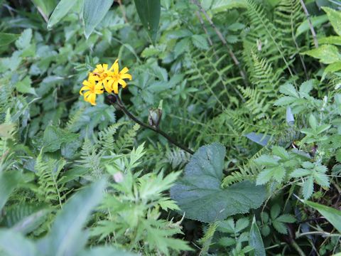 Ligularia dentata